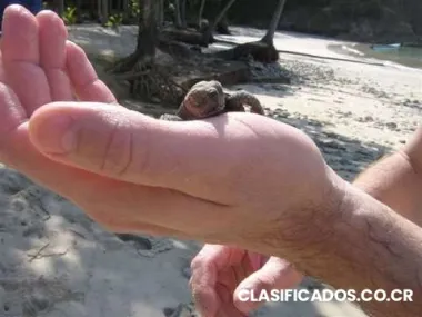 $10000 / 3229ft² - priced for quick sale - 50% pre-sale discount near playa tambor, pun...