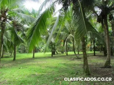 $300000 / 35000ft ² 3 y 1/2 hectareas frente a la playa en limón cerca de cahuita ester...