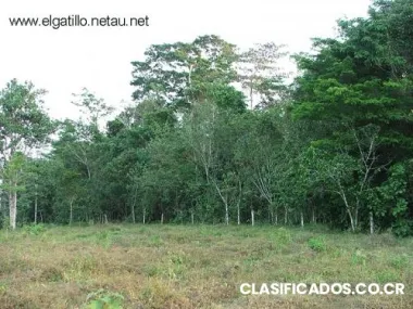 Alajuela finca en san carlos