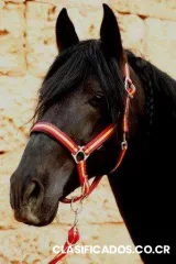 Buscamos alquilar casa con caballerizas