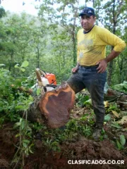 Consultora internacional vende teca en panamá