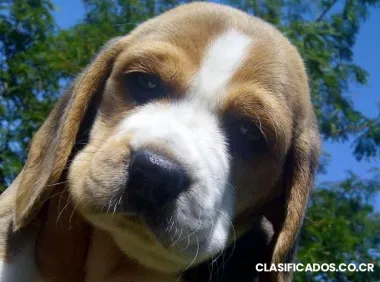 Depa/cuarto pequeño estudiante ucr cerk liga centro