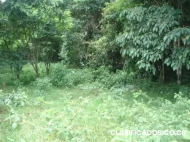 Finca de 20 ha, a 5 minutos del mar y a 10 de cahuita. bosque primario y secundario, ca...