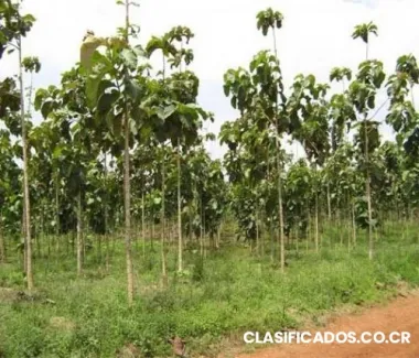 Finca de 5 hectareas con 930 arboles de teca