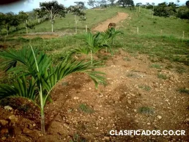 Finca en buenos aires de puntarenas