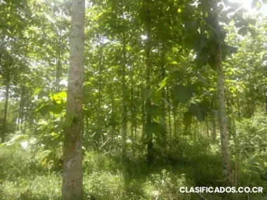 Fincas de teca edad de 17, 18, 20, 22 y 30 años