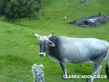 Lindo lote especial para construir cabaña de descanso