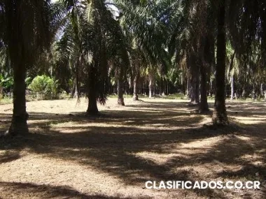 Lote entre jaco y puerto quepos