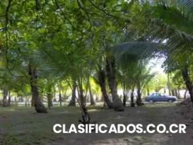 Lote frente al mar isla palo seco, parrita