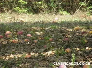 Palmares, lote lindo, plano, muy barato!!