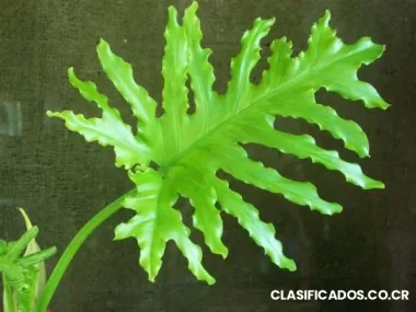 Sarapiqui oportunidad quinta preciosa