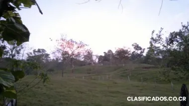 Se vende finca con bosque y nacientes de agua en osa, puntarenas