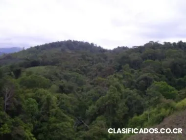 Se vende finca en pejibaye de turrialba