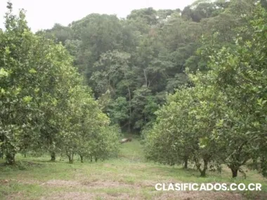 Se vende finca en san ramon de alajuela