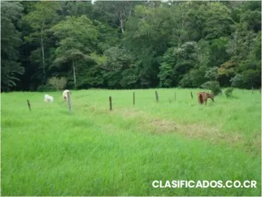 Se vende finca guayabo bagaces