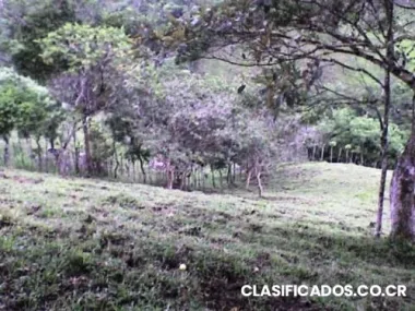 Se vende propiedad en sabalito de coto brus