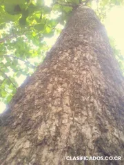Vendemos 100,000 árboles de teca. panamá