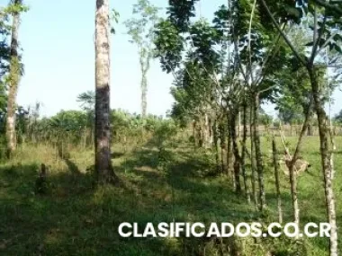 Vendo finca en pococi-cariari