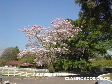 Vendo finca san francisco de heredia