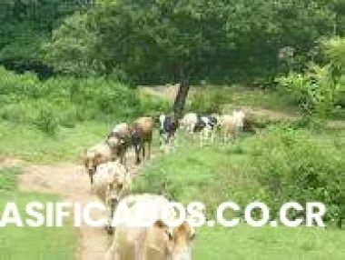 Vendo lindo terreno, en hojancha guanacaste ,esta muy cerca del centro de este lindo pu...