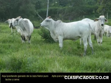 Venta de 10 hectáreas