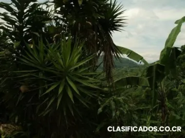 2 hec 2ha 20000 mts 20mil san joaquin costa rica real estatefinca terreno ? heredia