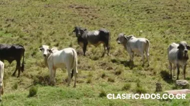 28 hectares farm in the hart of of san josé, santa ana $2.240.000