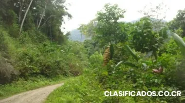 Finca en paso marcos de turrialba $550.000