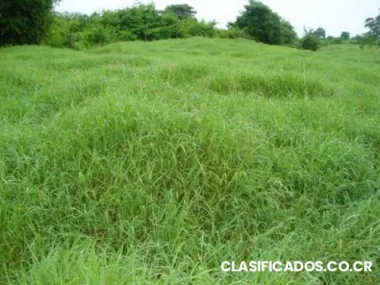 Finca para sembrar en limon