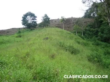 Finca santiago perez zeledon #5