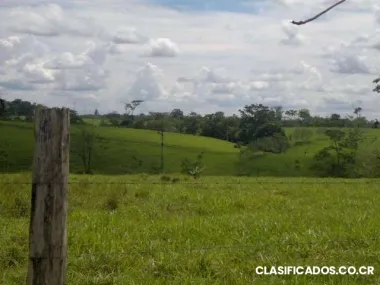 Fincas 98 hectarias san carlos cutris