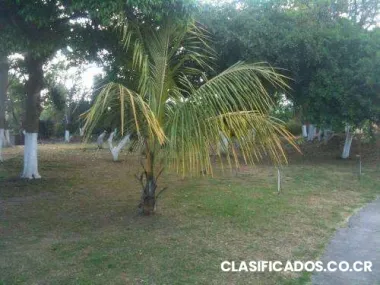 Hermoso lote en cipreses de curridabat