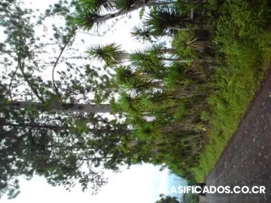 Lote en santa elena de perez zeledon