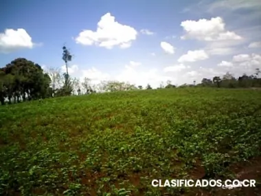 Se vende finca con casa y siembra de piña y yuca