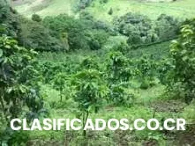 Se vende finca en zarcero