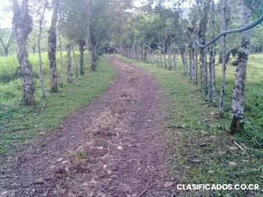 Se vende hermosa finca productora de leche en costa rica