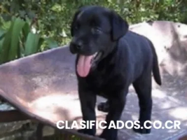 Se vende hermosa labrador negra en 50000