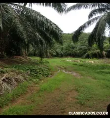 Terreno con plantación de palmeras de aceite en venta