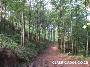Vendo finca de teca en parrita