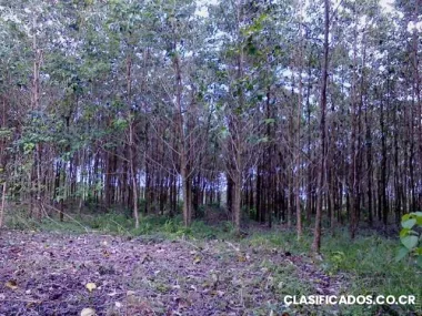 Vendo finca sembrada de melina en la teresa de guápiles.