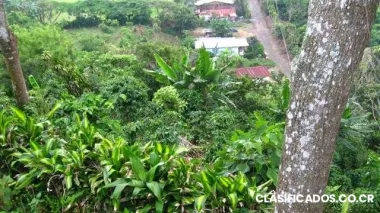 Vendo linda finca cafetalera financiada por el dueño...