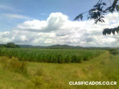 Vendo parcela agricola