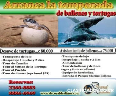 Ballenas ballenas!!! ya llegaron... reserva ya para esta temporada...
