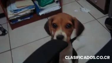 Beagle preciosa de 4 meses