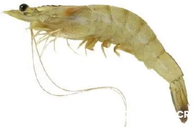 Camaron ecuatoriano sabor y calidad - vendo - somos productores