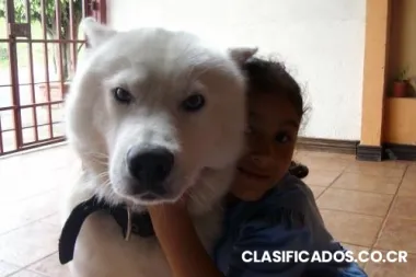 Hermoso husky busca novia