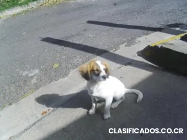 Linda cachorra en adopción