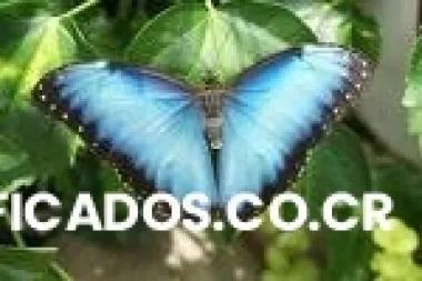 Mariposas vivas para bodas y quinceaños