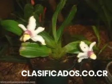 Orquideas todas especies