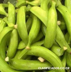 Platano barraganete ecuatoriano de exportación de la mejor calidad